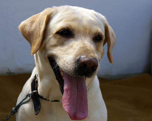 A dog image from https://images.dog.ceo/breeds/labrador/n02099712_4133.jpg