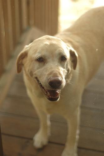 A dog image from https://images.dog.ceo/breeds/labrador/n02099712_4705.jpg