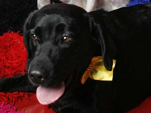 A dog image from https://images.dog.ceo/breeds/labrador/n02099712_4960.jpg