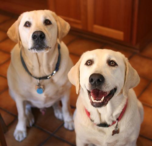 A dog image from https://images.dog.ceo/breeds/labrador/n02099712_5000.jpg