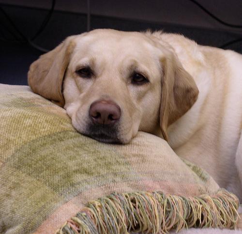 A dog image from https://images.dog.ceo/breeds/labrador/n02099712_5263.jpg