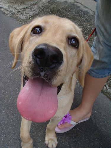 A dog image from https://images.dog.ceo/breeds/labrador/n02099712_5343.jpg