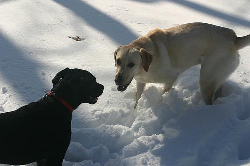 labrador