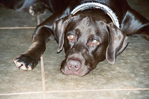 A dog image from https://images.dog.ceo/breeds/labrador/n02099712_5965.jpg