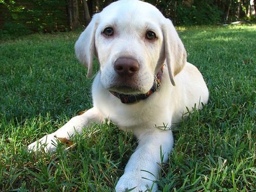 A dog image from https://images.dog.ceo/breeds/labrador/n02099712_610.jpg