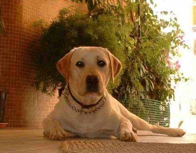 A dog image from https://images.dog.ceo/breeds/labrador/n02099712_6664.jpg