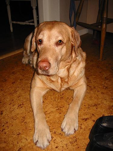 A dog image from https://images.dog.ceo/breeds/labrador/n02099712_719.jpg