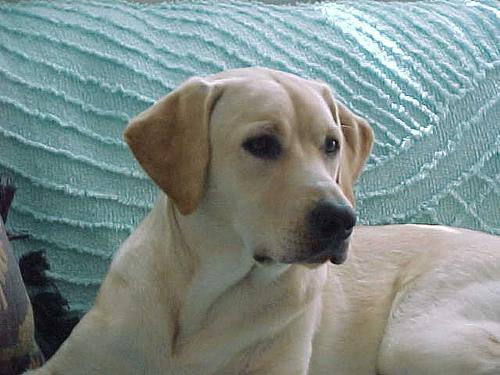 A dog image from https://images.dog.ceo/breeds/labrador/n02099712_7866.jpg