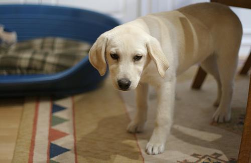 A dog image from https://images.dog.ceo/breeds/labrador/n02099712_788.jpg