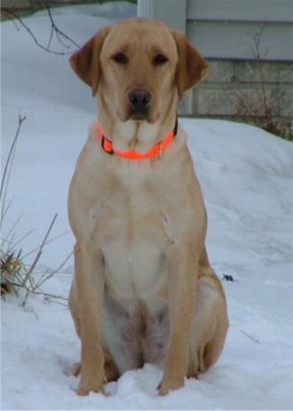 A dog image from https://images.dog.ceo/breeds/labrador/n02099712_8719.jpg