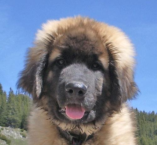 A dog image from https://images.dog.ceo/breeds/leonberg/n02111129_1153.jpg