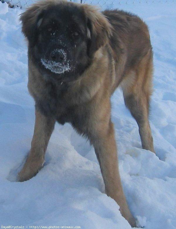 A dog image from https://images.dog.ceo/breeds/leonberg/n02111129_1325.jpg