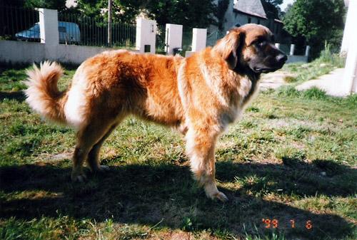 leonberg