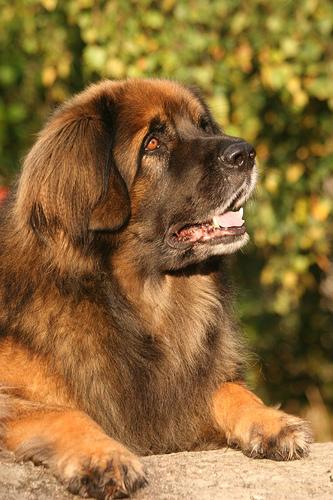 A dog image from https://images.dog.ceo/breeds/leonberg/n02111129_1503.jpg