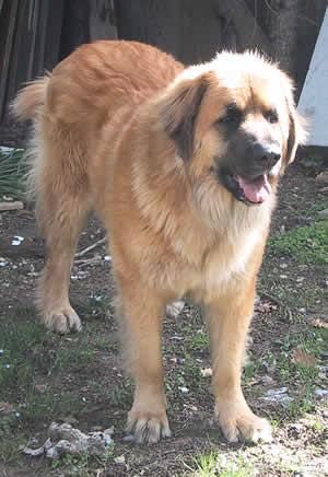 A dog image from https://images.dog.ceo/breeds/leonberg/n02111129_1752.jpg