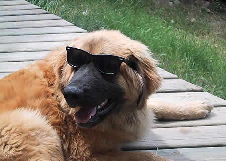 A dog image from https://images.dog.ceo/breeds/leonberg/n02111129_2072.jpg