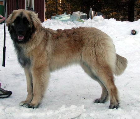 A dog image from https://images.dog.ceo/breeds/leonberg/n02111129_2594.jpg