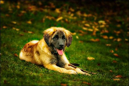 A dog image from https://images.dog.ceo/breeds/leonberg/n02111129_4001.jpg