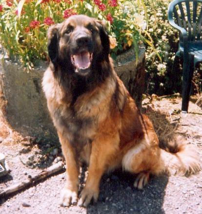 A dog image from https://images.dog.ceo/breeds/leonberg/n02111129_4149.jpg