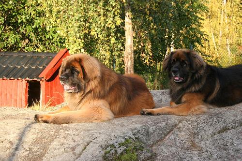 A dog image from https://images.dog.ceo/breeds/leonberg/n02111129_4400.jpg