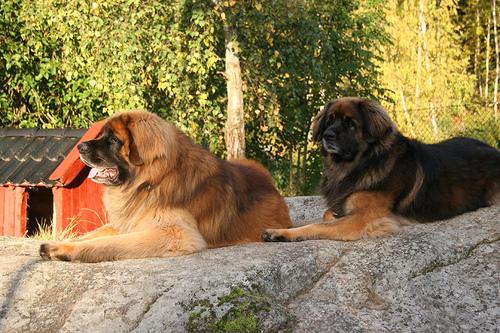 A dog image from https://images.dog.ceo/breeds/leonberg/n02111129_4533.jpg