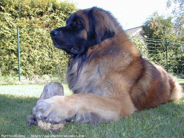 A dog image from https://images.dog.ceo/breeds/leonberg/n02111129_4742.jpg