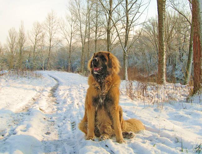 A dog image from https://images.dog.ceo/breeds/leonberg/n02111129_4878.jpg