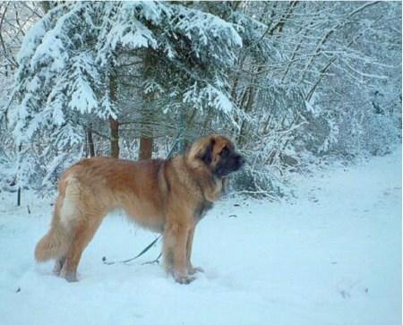 A dog image from https://images.dog.ceo/breeds/leonberg/n02111129_754.jpg