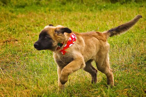 A dog image from https://images.dog.ceo/breeds/leonberg/n02111129_77.jpg