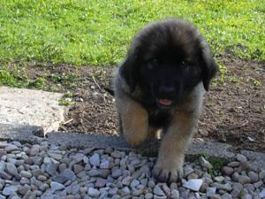 A dog image from https://images.dog.ceo/breeds/leonberg/n02111129_970.jpg