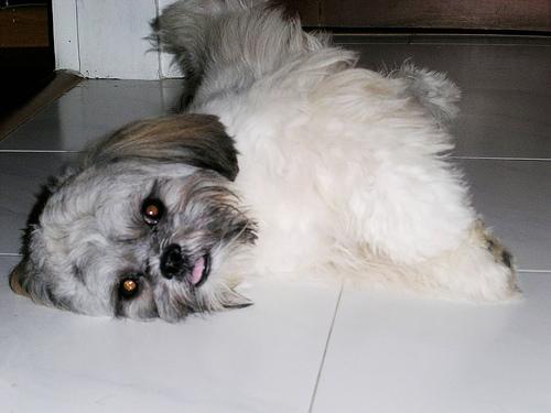 A dog image from https://images.dog.ceo/breeds/lhasa/n02098413_14191.jpg