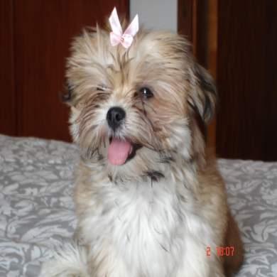 A dog image from https://images.dog.ceo/breeds/lhasa/n02098413_14608.jpg