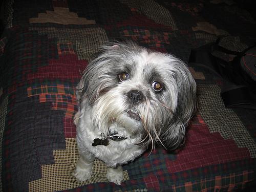 A dog image from https://images.dog.ceo/breeds/lhasa/n02098413_1473.jpg