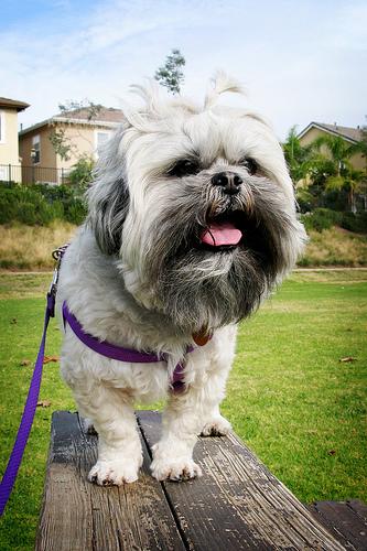 A dog image from https://images.dog.ceo/breeds/lhasa/n02098413_161.jpg