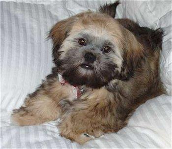 A dog image from https://images.dog.ceo/breeds/lhasa/n02098413_1719.jpg