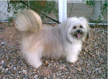 A dog image from https://images.dog.ceo/breeds/lhasa/n02098413_17369.jpg