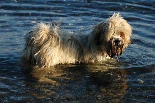 A dog image from https://images.dog.ceo/breeds/lhasa/n02098413_18548.jpg