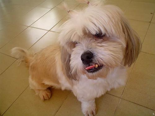 A dog image from https://images.dog.ceo/breeds/lhasa/n02098413_18706.jpg