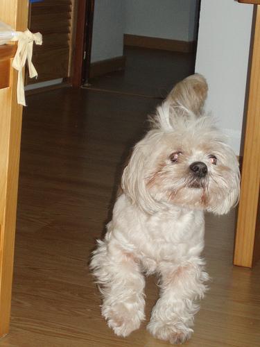 A dog image from https://images.dog.ceo/breeds/lhasa/n02098413_20304.jpg