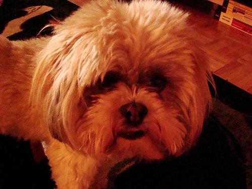 A dog image from https://images.dog.ceo/breeds/lhasa/n02098413_21040.jpg