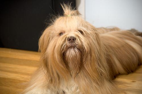 A dog image from https://images.dog.ceo/breeds/lhasa/n02098413_21411.jpg