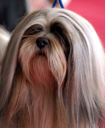 A dog image from https://images.dog.ceo/breeds/lhasa/n02098413_2536.jpg