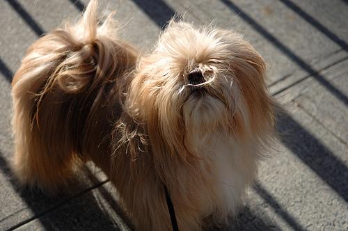 A dog image from https://images.dog.ceo/breeds/lhasa/n02098413_3152.jpg