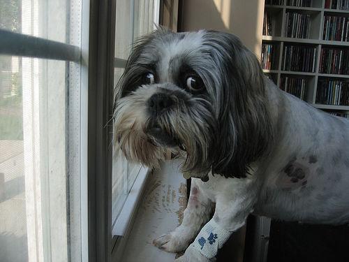 A dog image from https://images.dog.ceo/breeds/lhasa/n02098413_3411.jpg