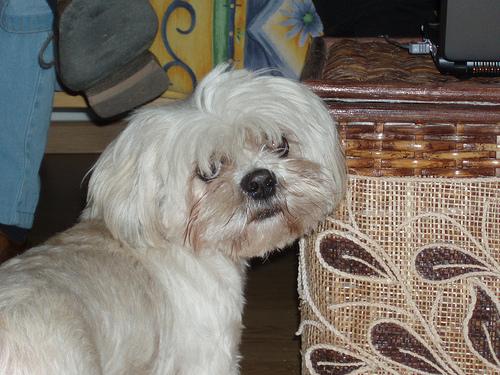 A dog image from https://images.dog.ceo/breeds/lhasa/n02098413_3798.jpg