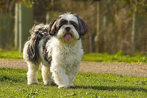 A dog image from https://images.dog.ceo/breeds/lhasa/n02098413_4100.jpg