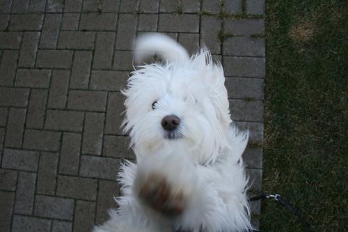 A dog image from https://images.dog.ceo/breeds/lhasa/n02098413_4926.jpg