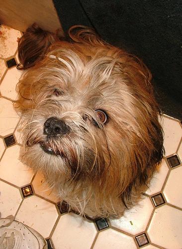 A dog image from https://images.dog.ceo/breeds/lhasa/n02098413_5138.jpg