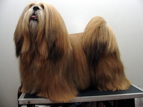 A dog image from https://images.dog.ceo/breeds/lhasa/n02098413_5201.jpg