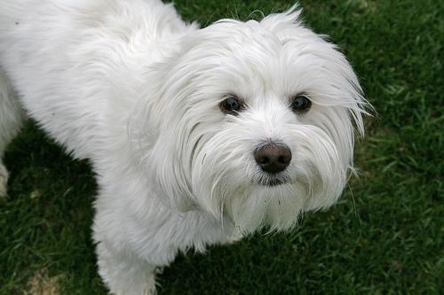 A dog image from https://images.dog.ceo/breeds/lhasa/n02098413_5638.jpg